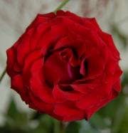 czerwony róża samopoczucie kolory
